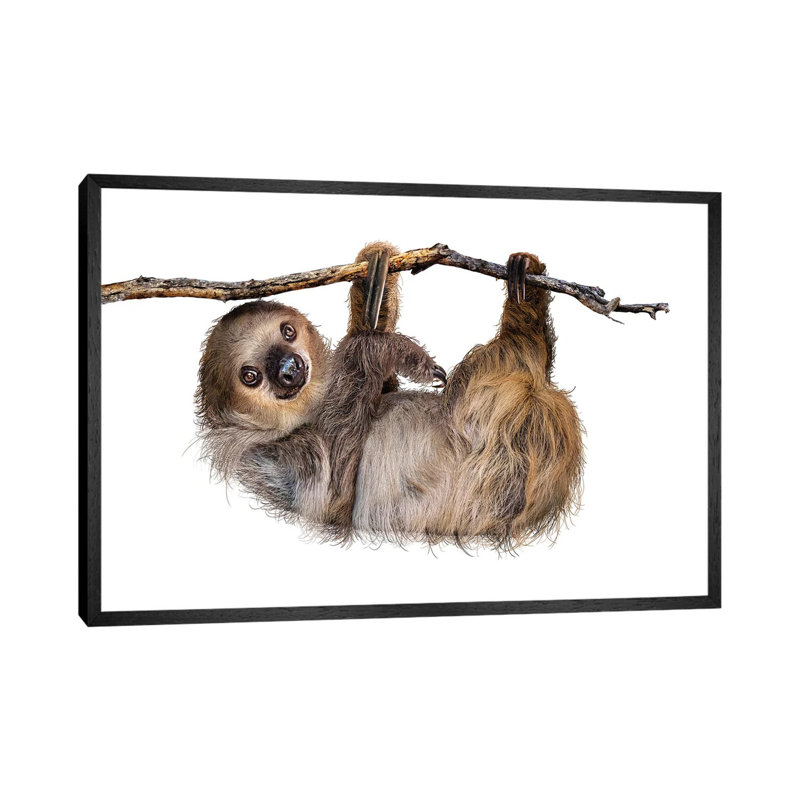 Two-Toed Sloth Hanging From Branch Isolated by Susan Richey - Gallery-Wrapped Canvas Giclée on Canvas, Black Framed