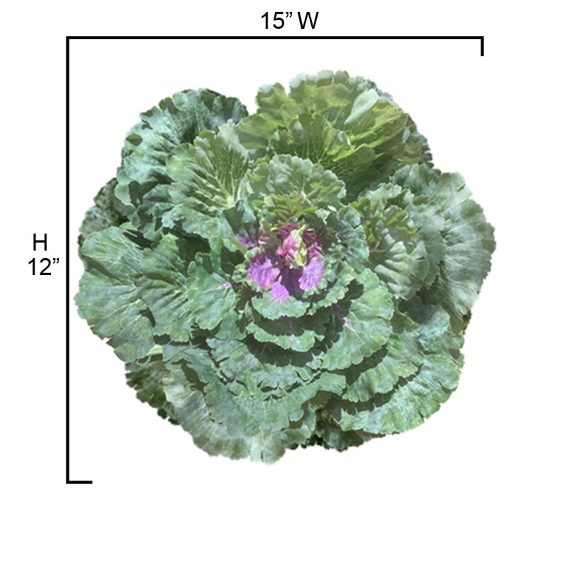 Plante de feuillage artificiel pour choux, 1
