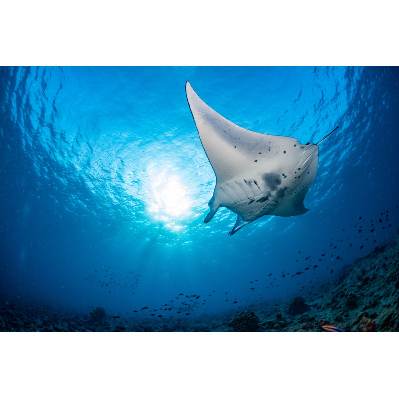 Manta In The Blue Background, 61cm H x 91cm W x 3.8cm D