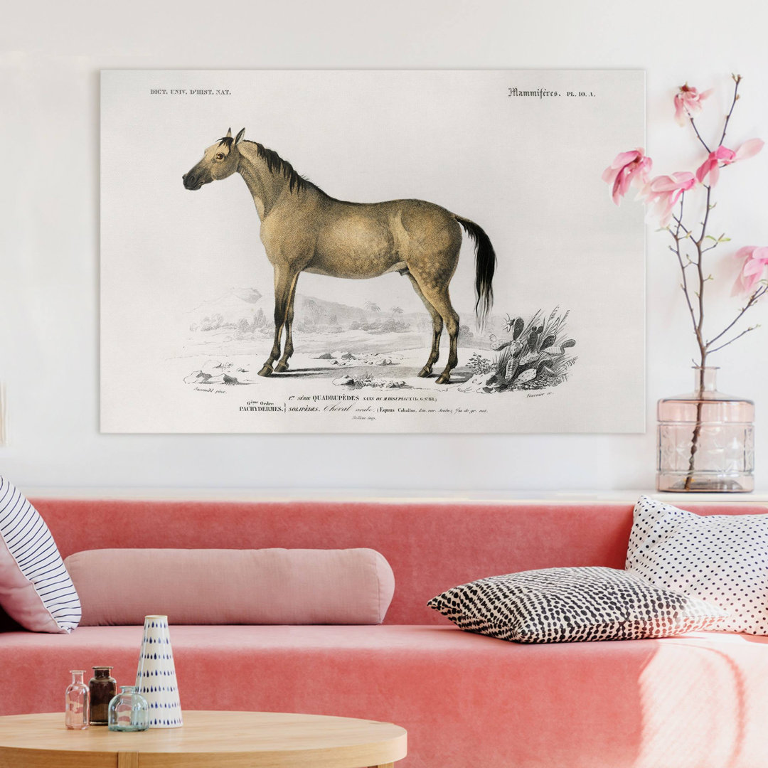 Leinwandbild Vintage Horse Wall Chart