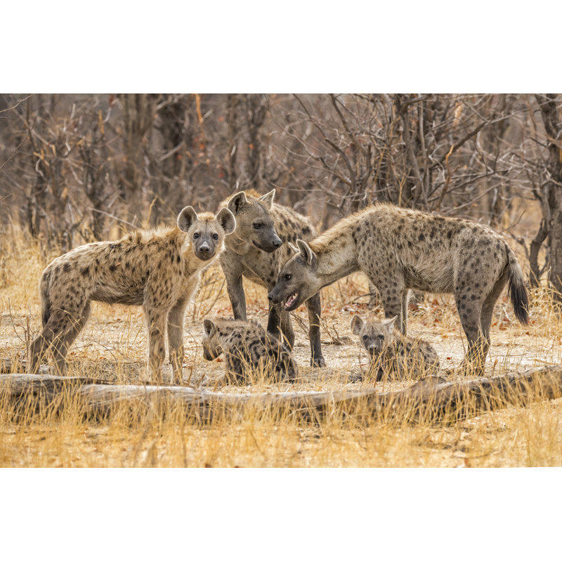 Hyenas (Crocuta Crocuta) On The Khwai River In Botswana, Africa, - Wrapped Canvas Print, 30cm H x 46cm W x 3.8cm D
