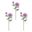 Ranunculus Clooney 19 po Just Cut -1336727398