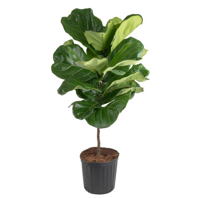Fiddle Leaf Fig in Nursery Pot