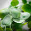 Rich Sienna Eucalyptus Sprays