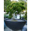 Jodelle Fibreglass Planter-14486183