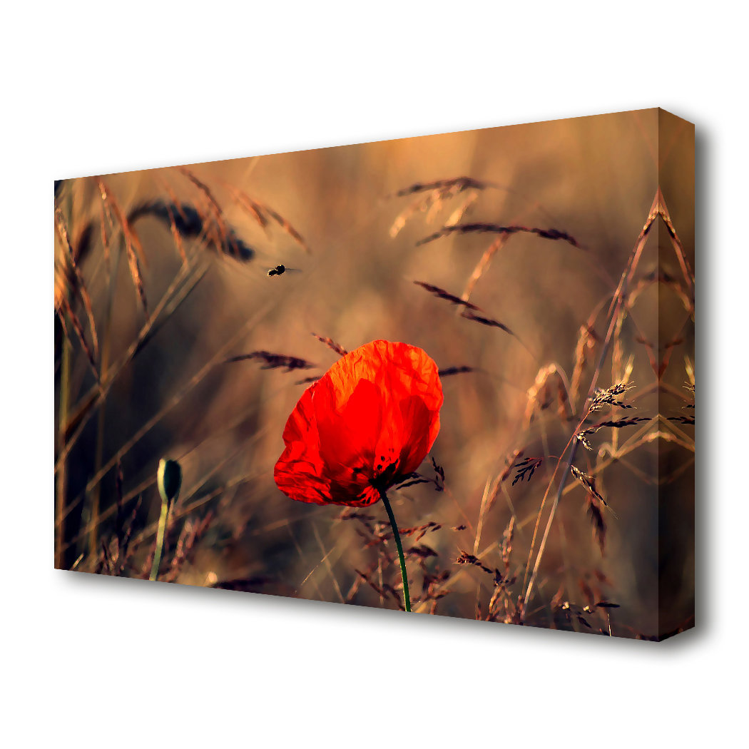 East Urban Home Red Poppy Field In Golden Light Flowers Canvas Print ...