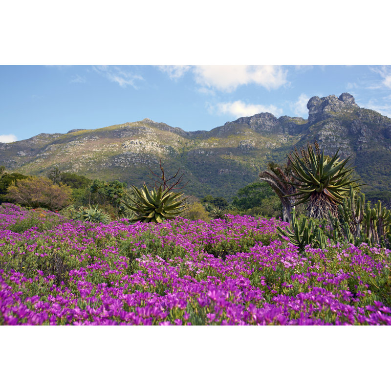 Kirstenbosch Botanical Gardens - Wrapped Canvas Print, 81cm H x 122cm W x 3.8cm D