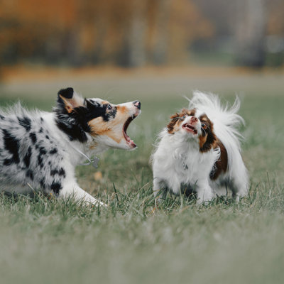 Border Collie And Chihuahua Dog by Ksenia Raykova - Wrapped Canvas Print