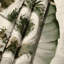 Tapisserie murale Botanical Victorian-133650472