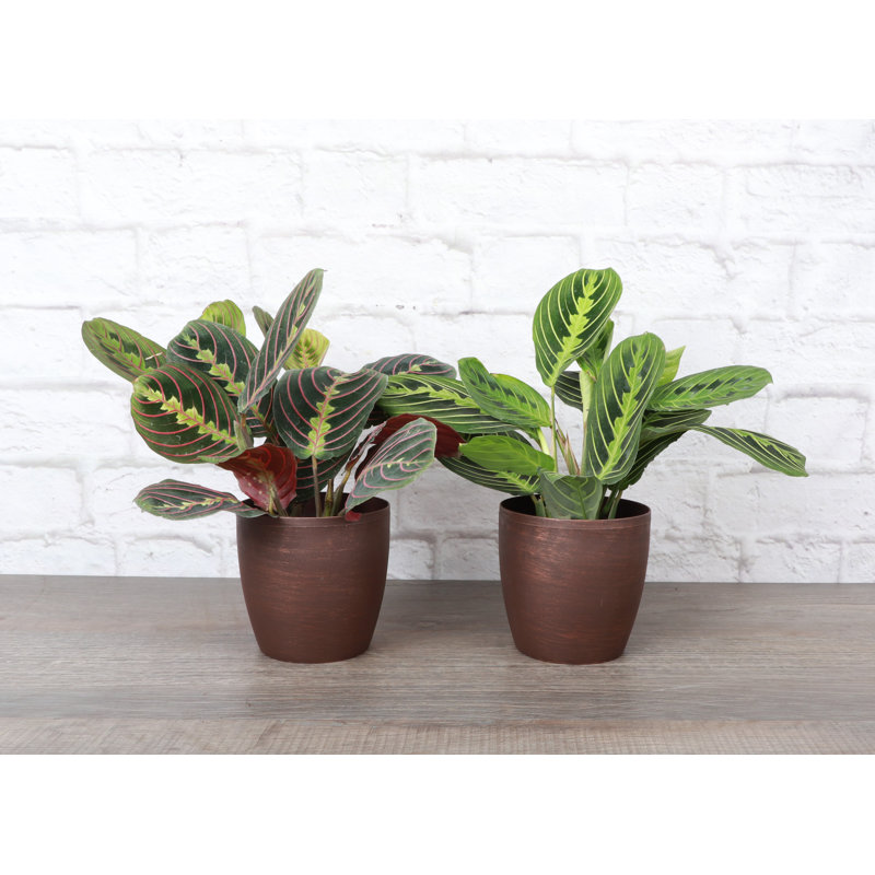 Live Prayer Plant Set in Classic Pots, Copper