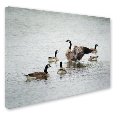 Show Off Canadian Geese' Photographic Print on Wrapped Canvas -  Trademark Fine Art, ALI13953-C1824GG