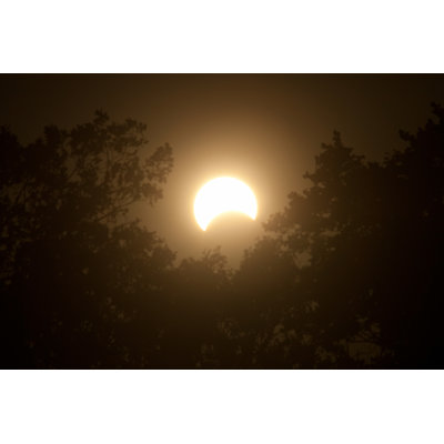 Solar Eclipse with Trees by Banksphotos