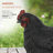 8"H Indoor/Outdoor Resting Hen Garden Statue-95852216