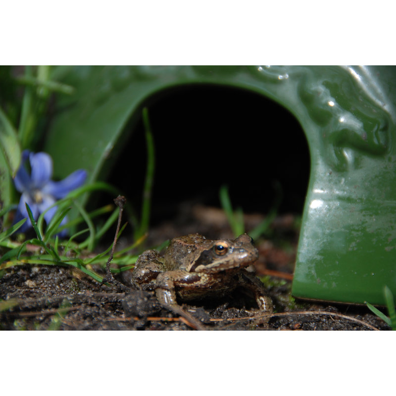 Toad House