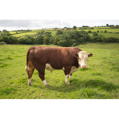 Hereford Bull In Field - Wrapped Canvas Print