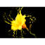 Murale florale-93997390