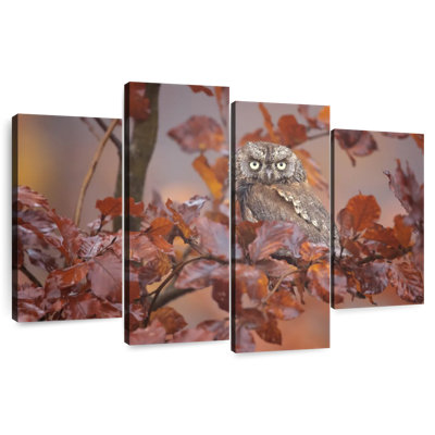 Brampt Lone Scops Owl