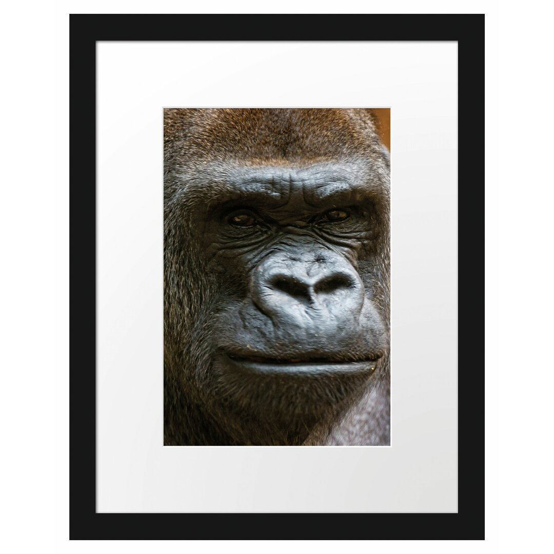 Gerahmtes Poster Stolzer Gorilla