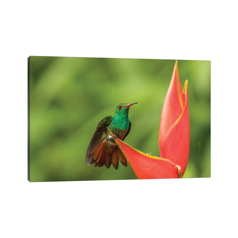 Costa Rica, Sarapique River Valley. Rufous-Tailed Hummingbird On Heliconia Plant. by Jaynes Gallery - Wrapped Canvas Print