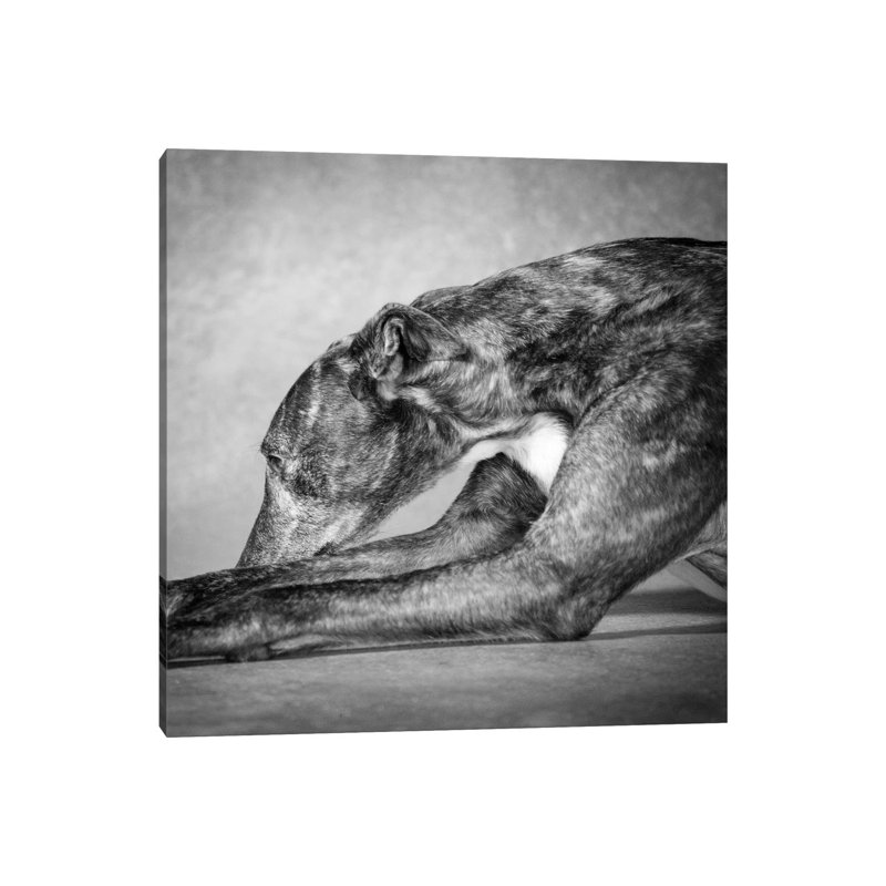 Portrait Of A Greyhound Dog - Wrapped Canvas Print, 45.72 cm H x 45.72 cm W x 1.91 cm D