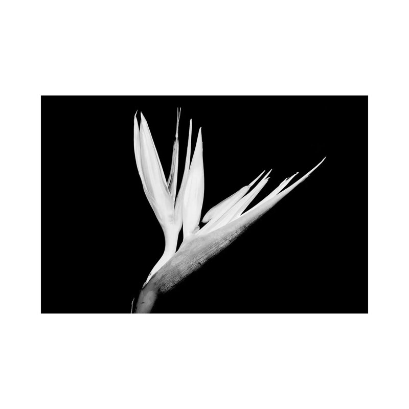 Still-Life Shot Of A Bird Of Paradise Flower - Wrapped Canvas Print, 20.32 cm H x 30.48 cm W