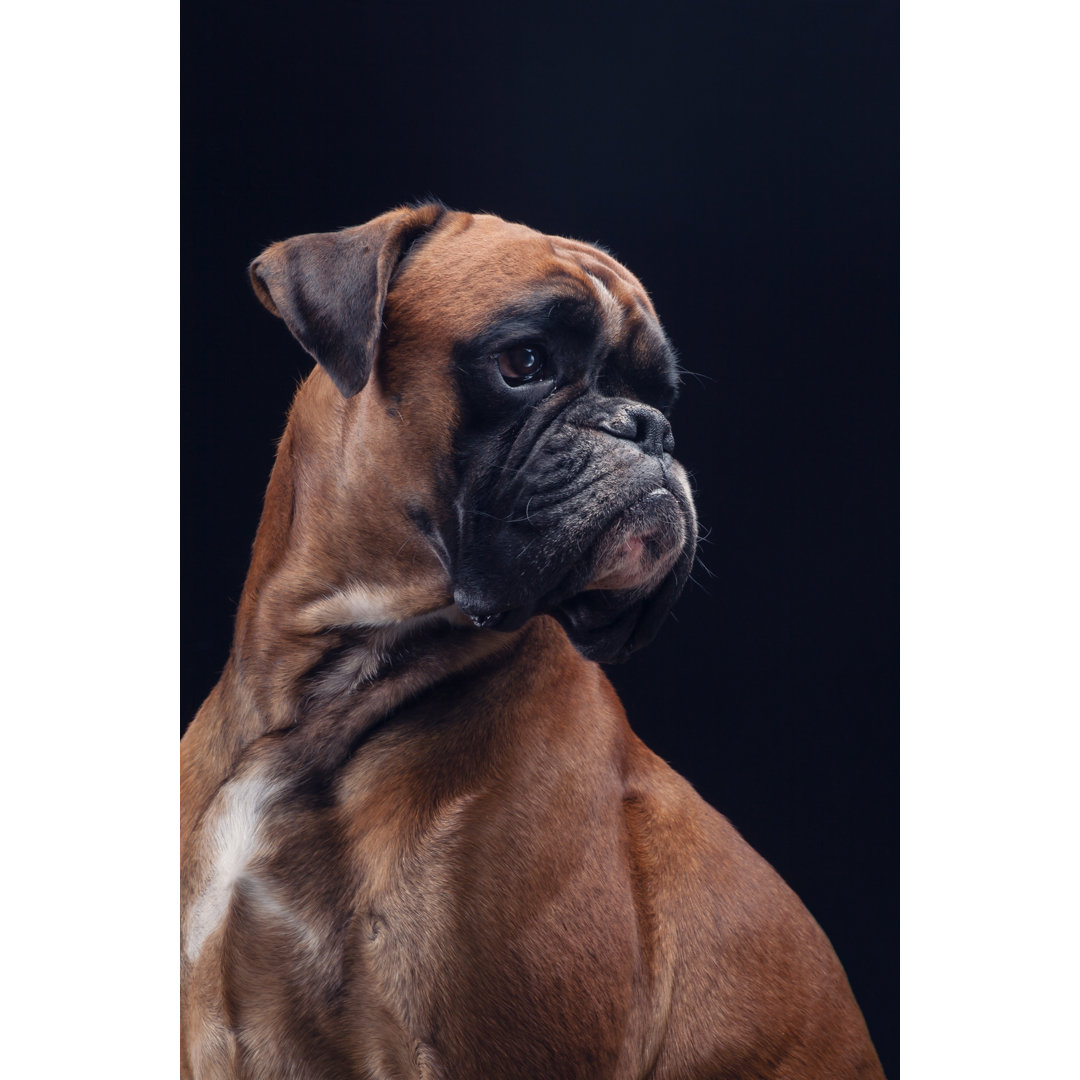 Boxer Hund auf Schwarz von Walik - Druck