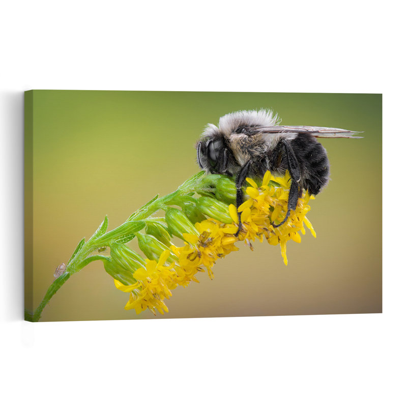 Sleeping Bee Yellow Bloom Delicate Peaceful Bee Flower Nature Wall Art Print 1 Piece Wrapped Canvas Wall Art
