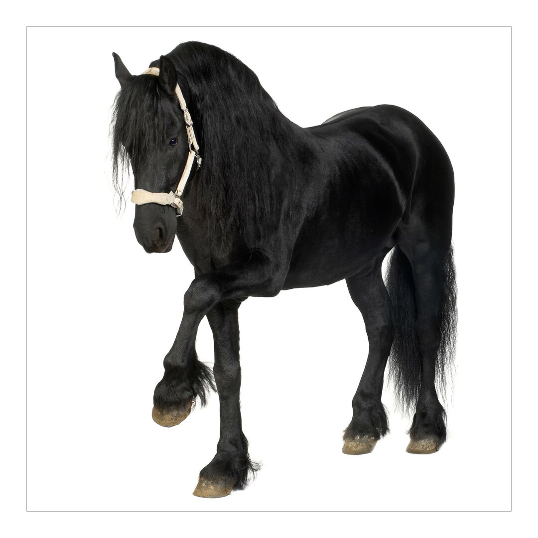 Tapete Friesian Mare