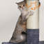 Arbre à chat Franjo-1733341072-1733341076