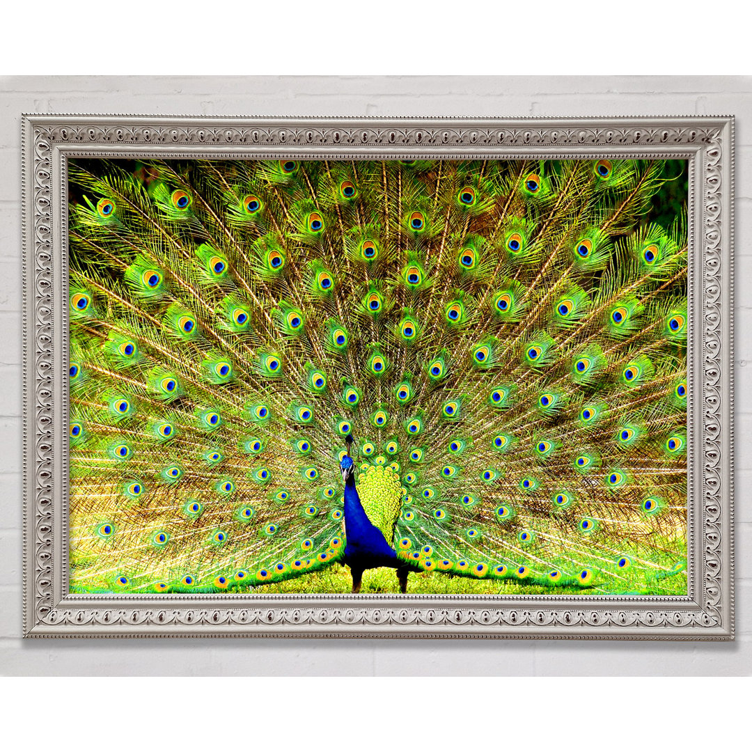 Peacock Paradise - Einzelner Bilderrahmen Kunstdrucke