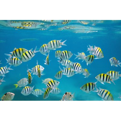 School of Fish by Danilovi