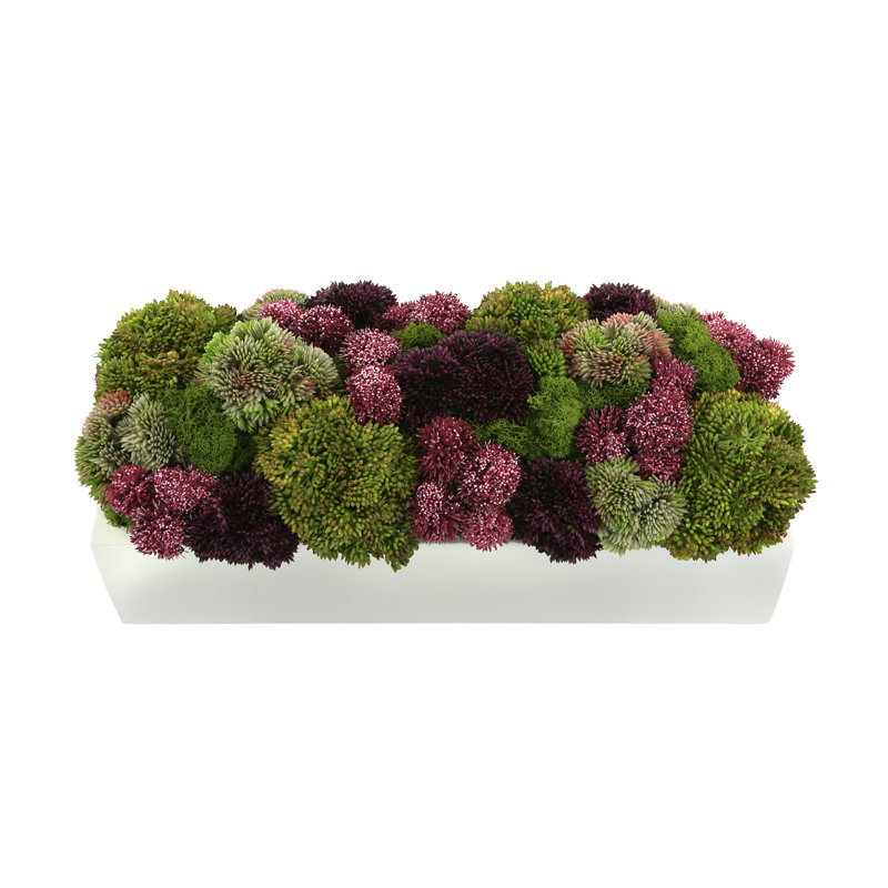 Succulent Sedum in Fiberstone Planter, 8" H x 18" W x 10" D, Rectangular