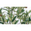 Andreita Faux Olive Tree in Pot-1804508155