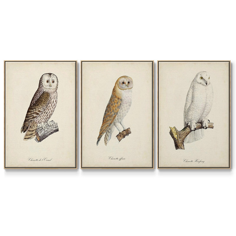French Owls IV, ensemble de 3 toiles encadrées sur toile, H 40 po x l 78 po, Cadre en bois naturel