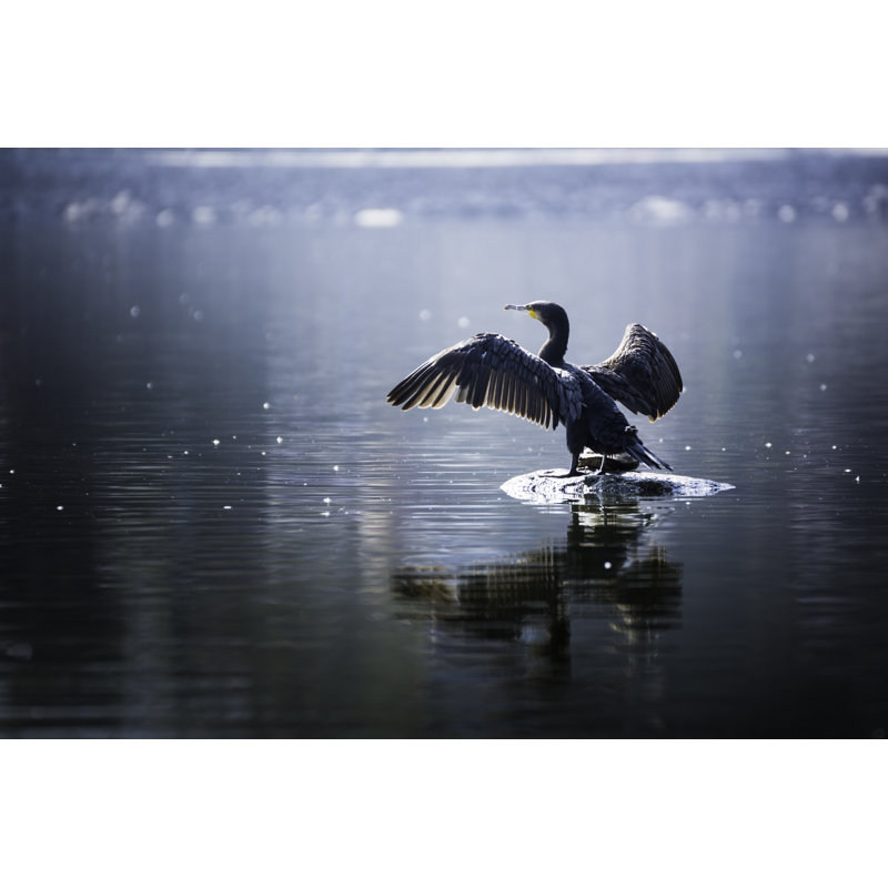 Great Cormorant - Wrapped Canvas Print, 30cm H x 46cm W x 3.8cm D