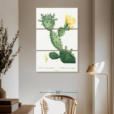 Harnek, aloès, Opuntia Polyanthos, image de l'histoire des plantes grasses