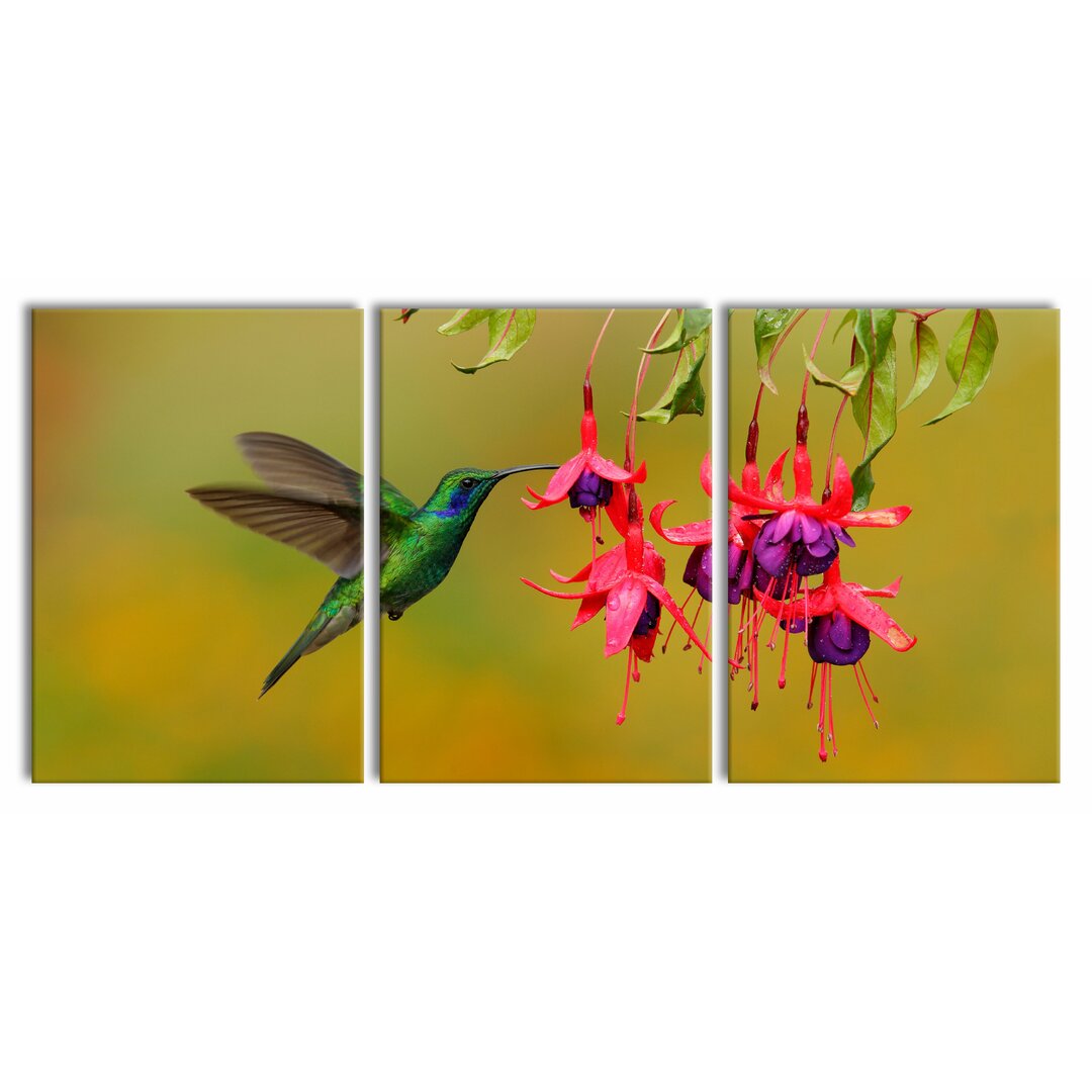 3-tlg. Leinwandbilder-Set Hummingbird Drinking Flower Nectar