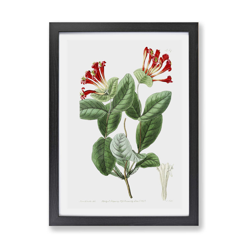 Honeysuckle Flower - Framed Print, 45cm H x 63cm W x 2cm D, Black