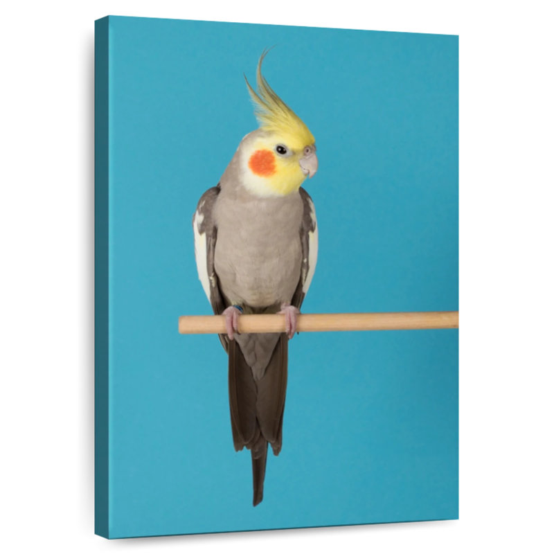 Cockatiel Brampt sur bleu, H 30 po x l 20 po
