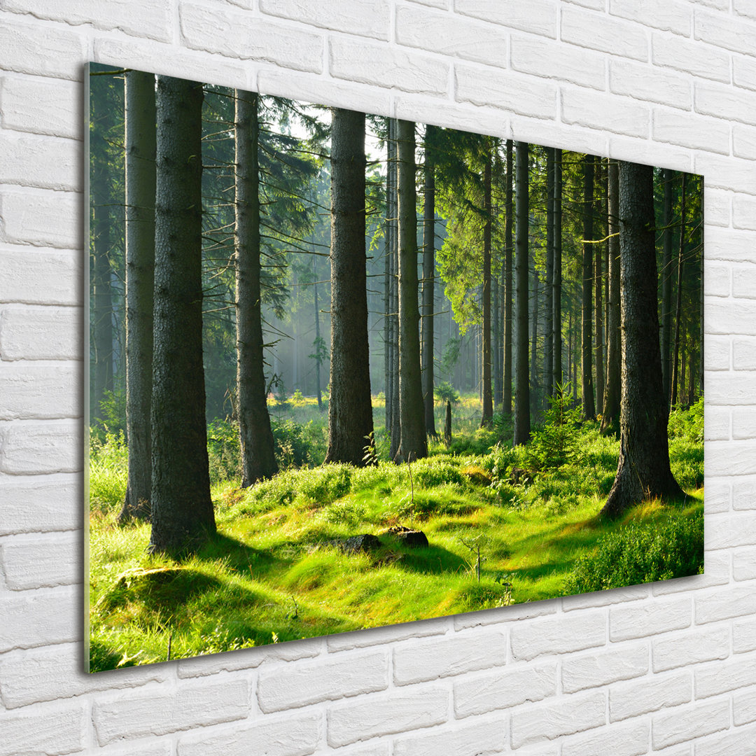 Glasbild Spruce Forest