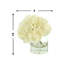 Hydrangea in Vase