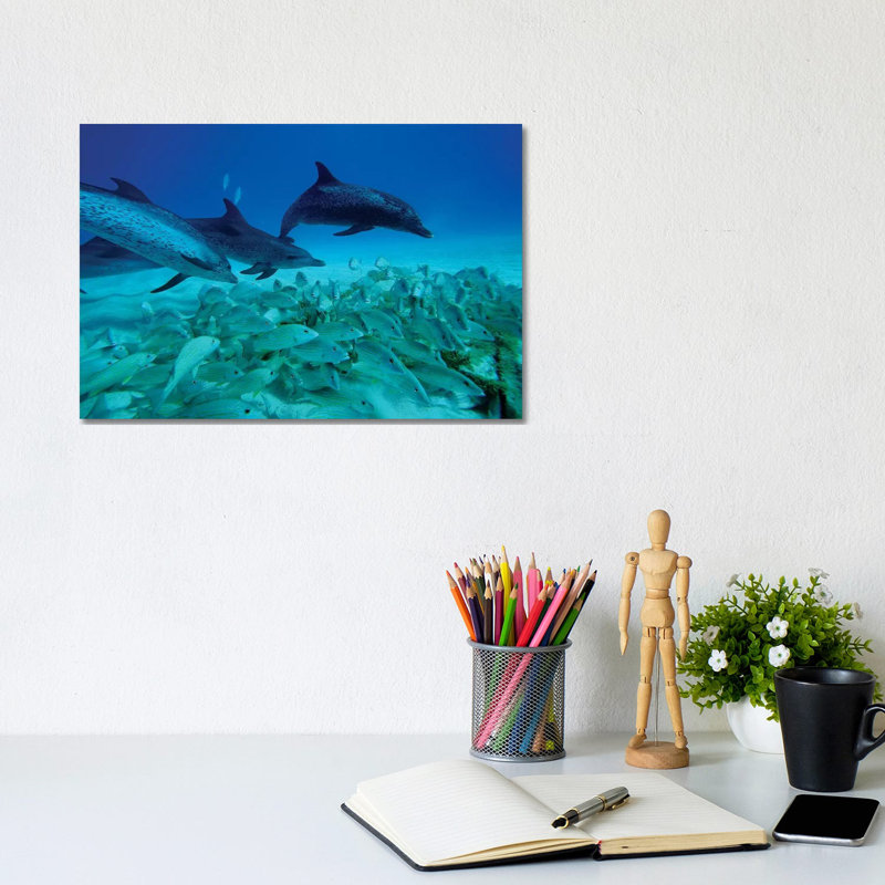 Atlantic Spotted Dolphin Trio Predating On School Of Snappers, Bahamas, Caribbean by Hiroya Minakuchi - Wrapped Canvas Print