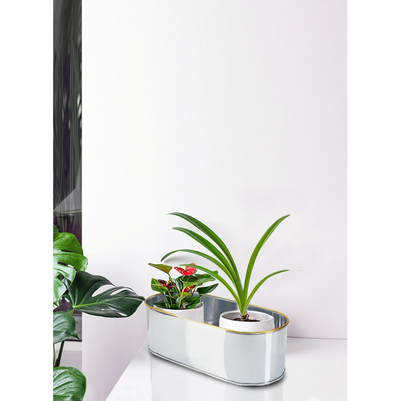 Jardinière ovale en acier Ebern Designs