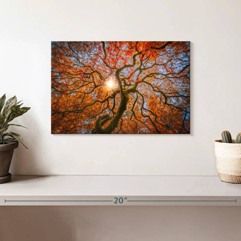 Harnek Japanese Maple Tree, 8" H x 12" W