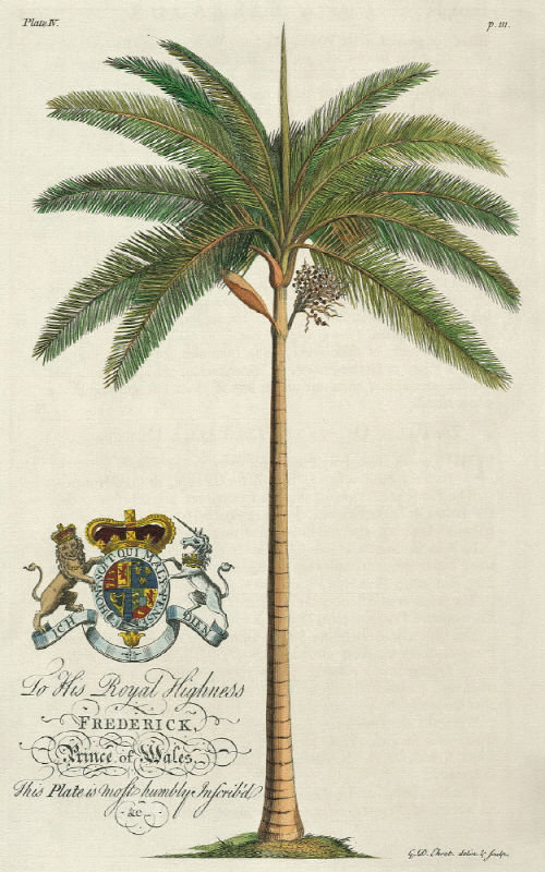 King Palm Print by Porter Design, 27" H x 18" W x 1.5" D, Glass Coat