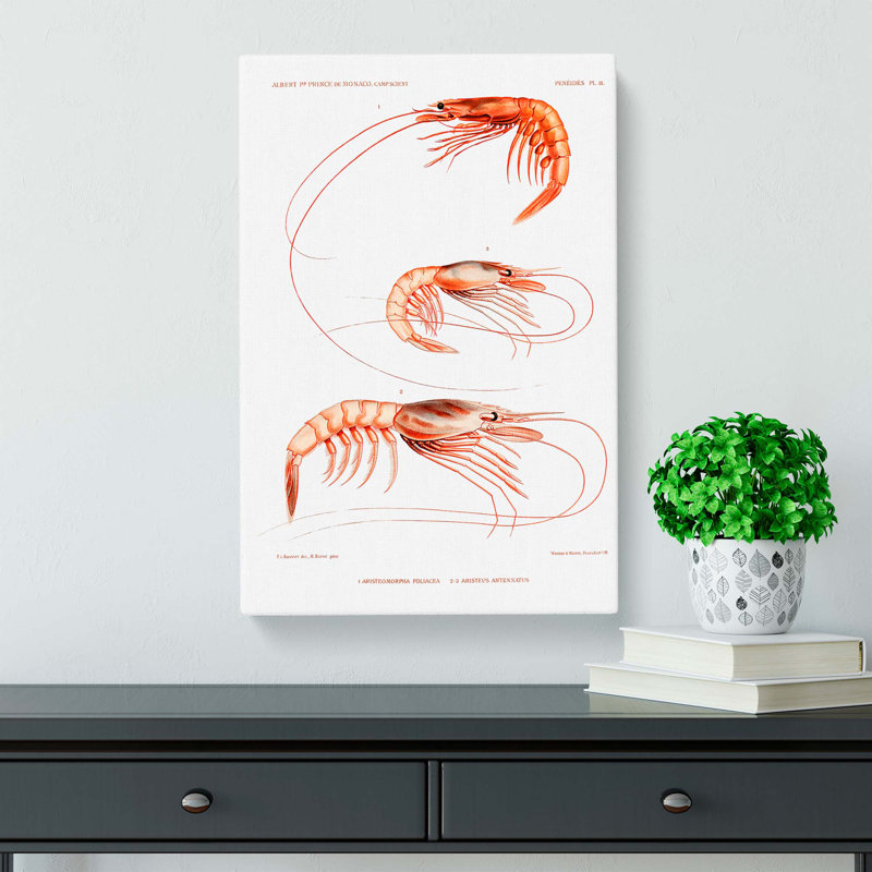 Shrimp Illustrations by Albert I - Wrapped Canvas Painting, 60cm H x 40cm W x 3cm D