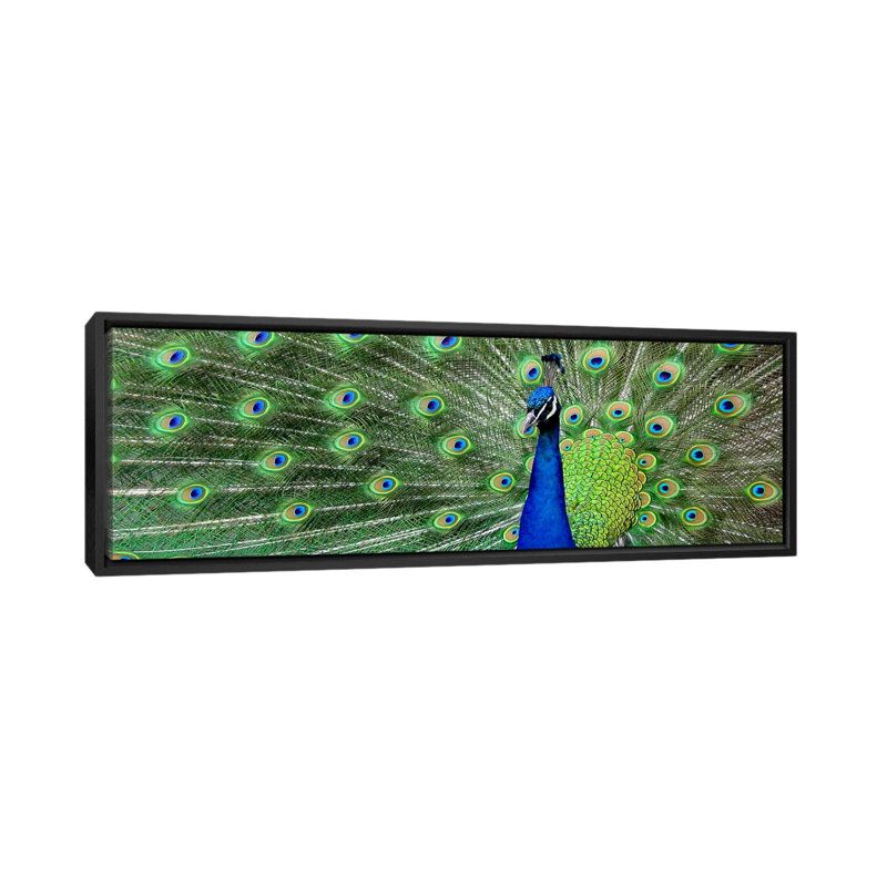 Reproduction de couleur peacock (panoramique), reproduction de photo sur toile, H 12 po x l 36 po x P 1,5 po