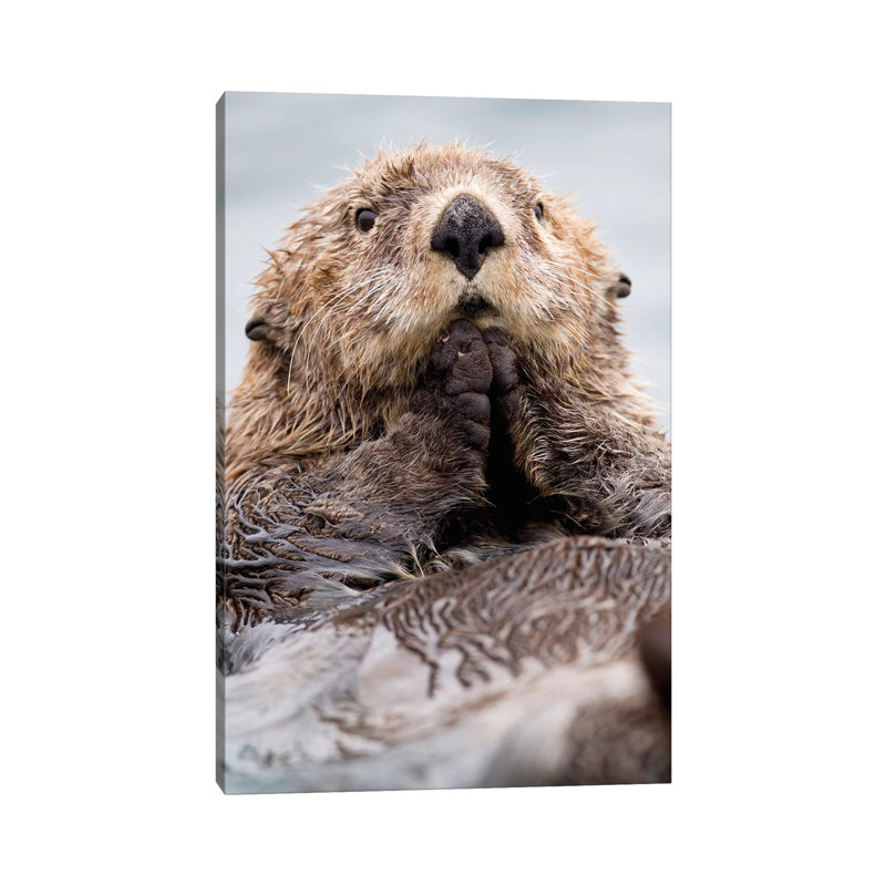 Sea Otter Juvenile, Katmai, Alaska I by Jaymi Heimbuch - Wrapped Canvas Print, 66.04 cm H x 45.72 cm W x 3.175 cm D