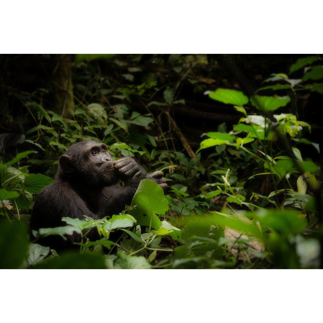 Leinwandbild Wilder Schimpanse in kontemplativer Haltung im Kibale-Nationalpark, Uganda