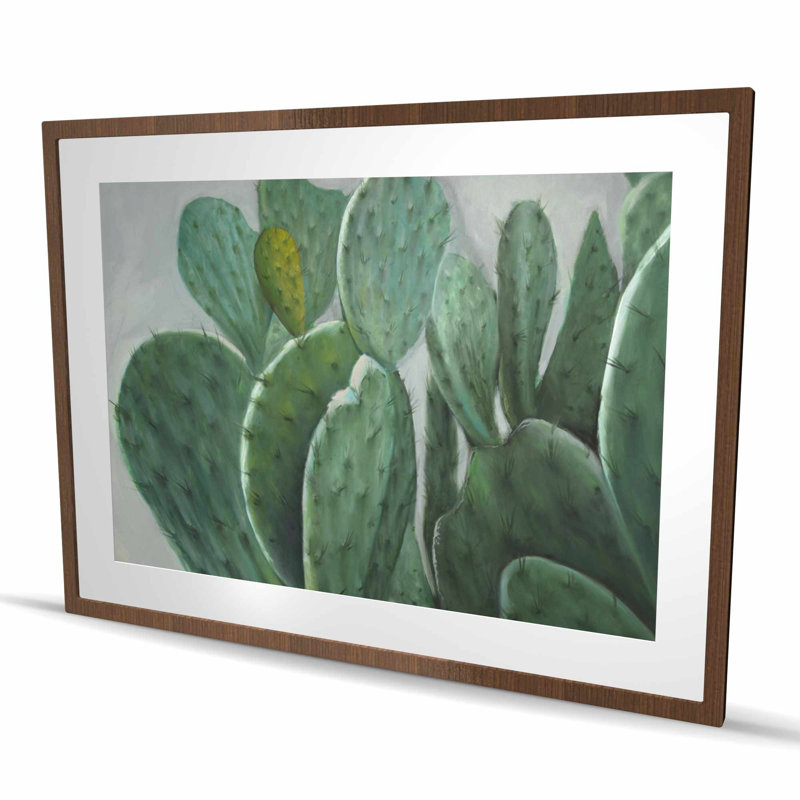 Paddle cactus - exotique botanique